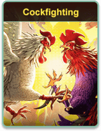 COCKINGFIGHTING 8K8, SABONG